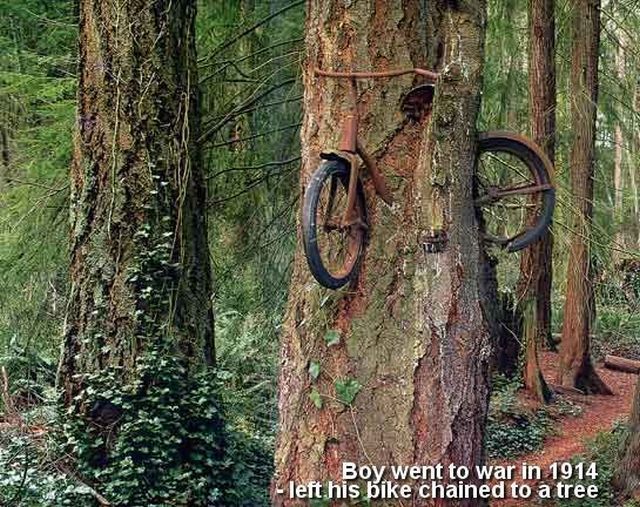 Bike vs. Tree