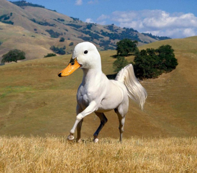 Posted Image