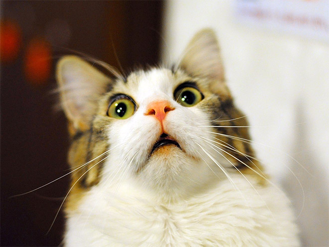 Cats Making Funny Faces Cats Making Funny Faces
