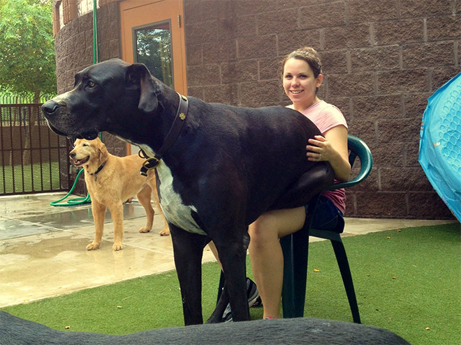 Lap lap dog cheap
