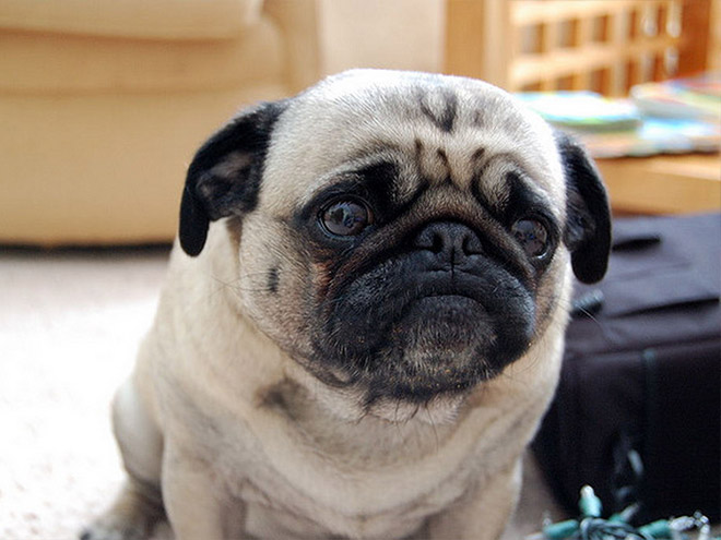 Extremely Sad Pugs