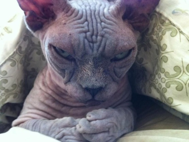 36 Of The Word's Angriest Cats Ever Who Have Had Enough Of Your BS