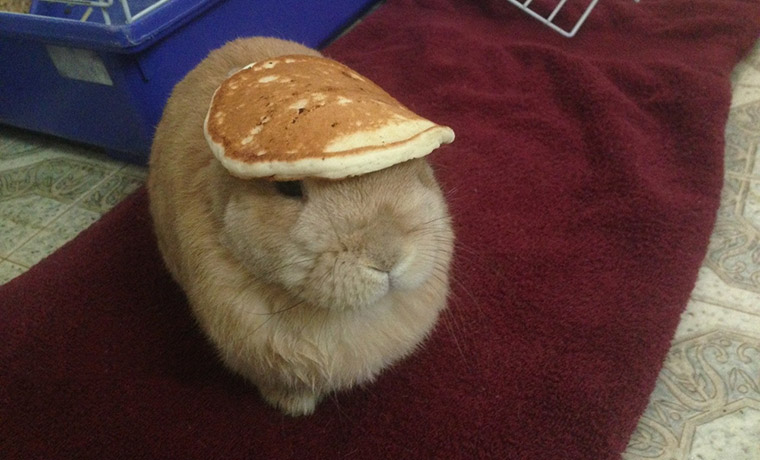 Random Stuff On a Rabbit Random Stuff On a Rabbit
