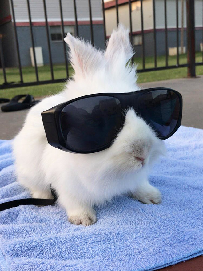 stuffed bunny with glasses