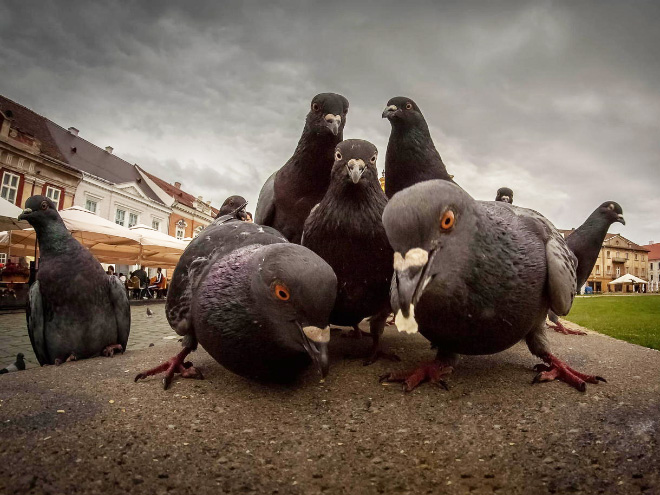 90s rap album cover done by pigeons.