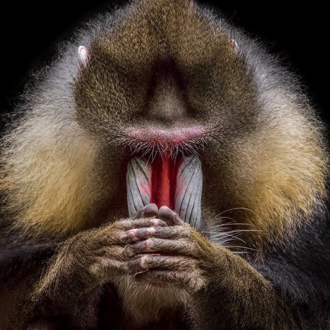 This mandrill looks like it's about to drop the hottest mixtape of the year.