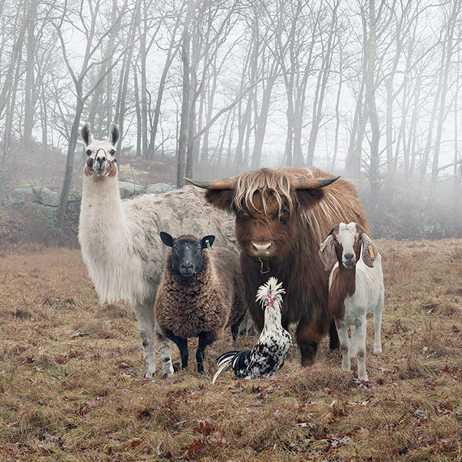 Typical country album cover done by farm animals.