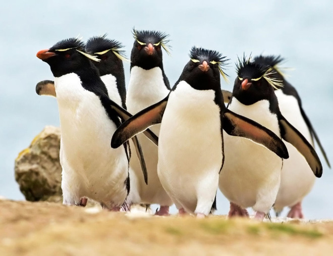 The electronic rock penguins.