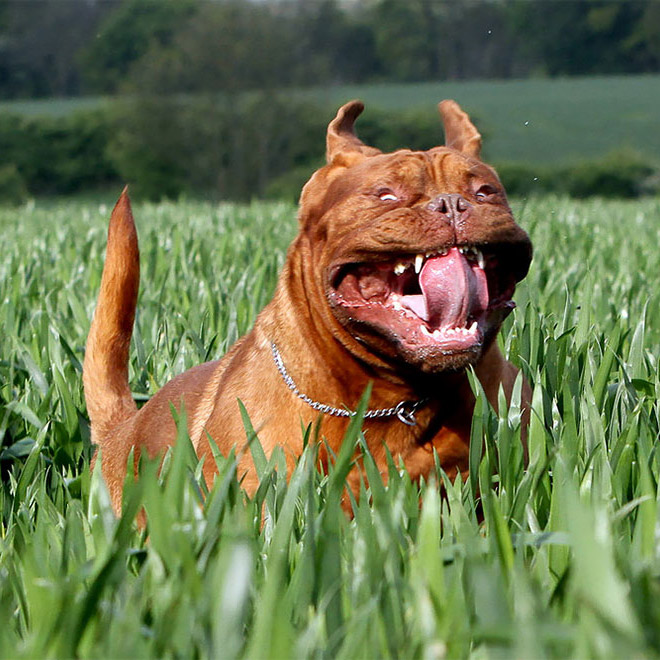 dog running funny