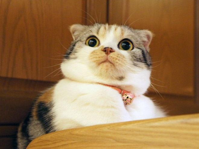 Hilarious surprised cat.