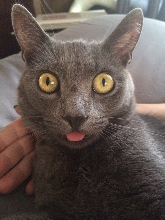 Surprised cat with a tongue sticking out.