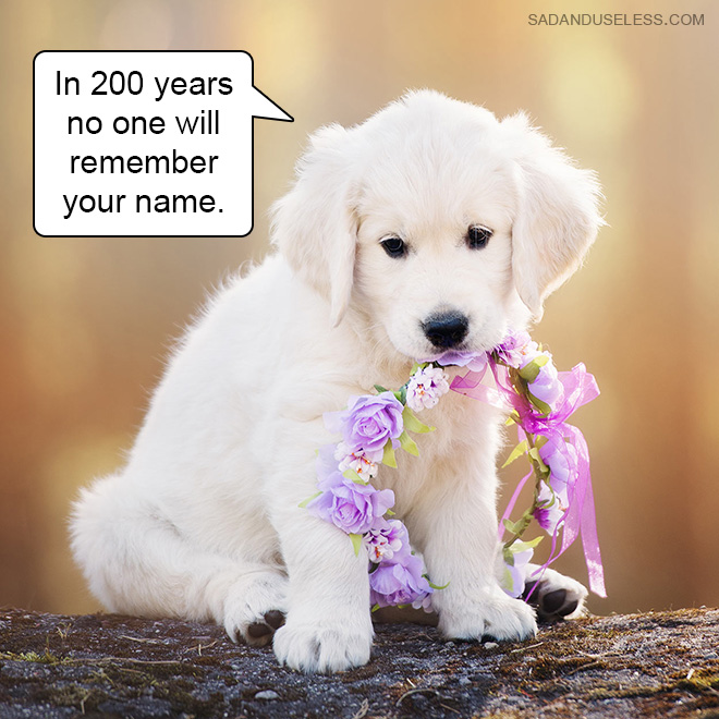 Hard Truths From Cute Puppies