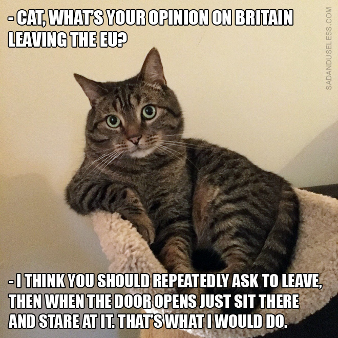 Cat's opinion on Brexit.