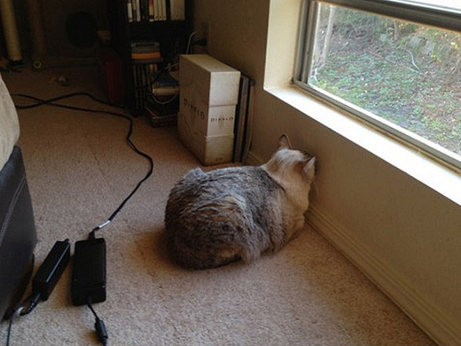 Cat staring at wall.