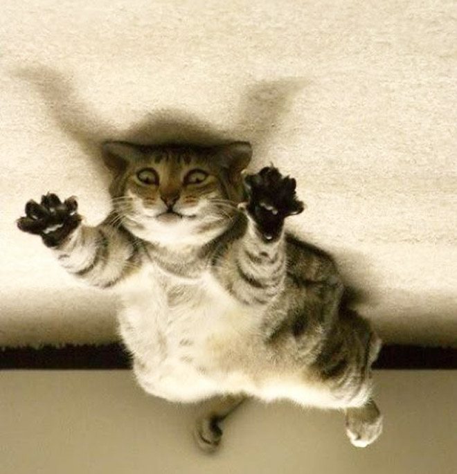Cat Balloons That Floated To The Ceiling And Now Are Stuck
