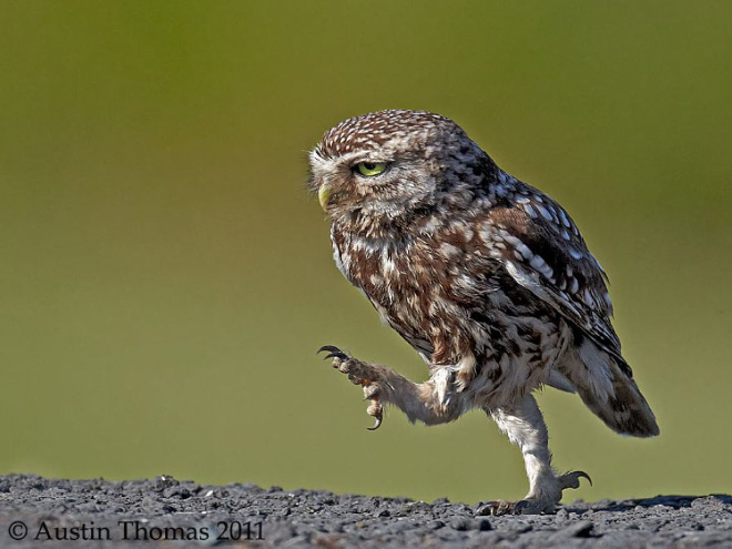 Have you ever noticed that owls look hilarious while walking?