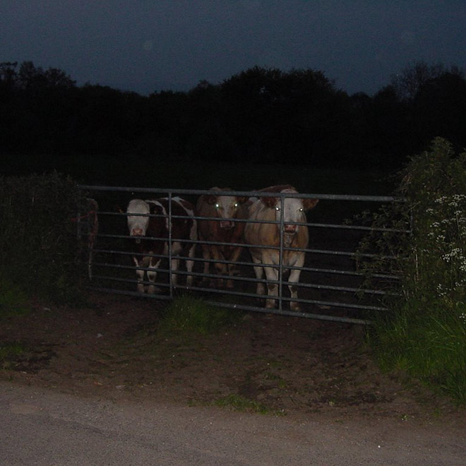 Creepy cows standing in the dark.
