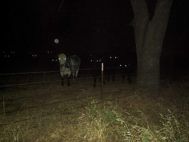 These cows came here to eat your soul.