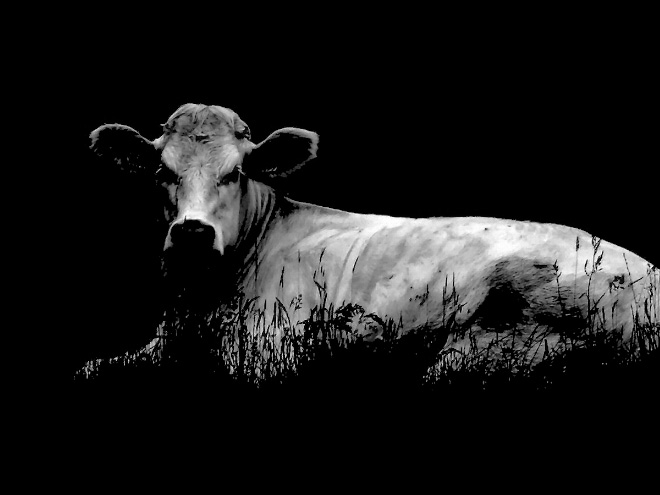 Creepy cow in the dark.