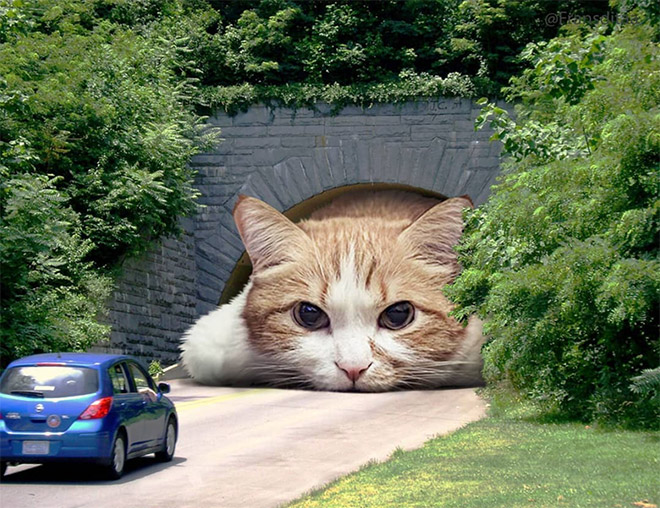 big cat tunnel