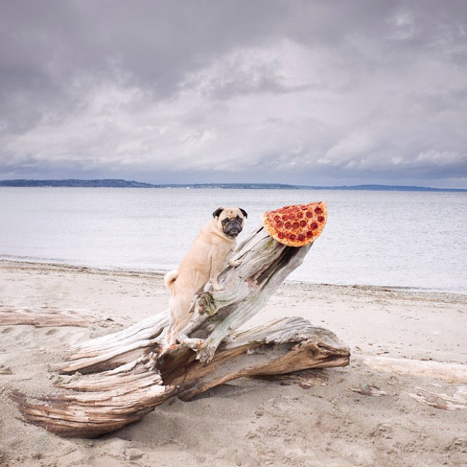 Pug posing with pizza at the beach.