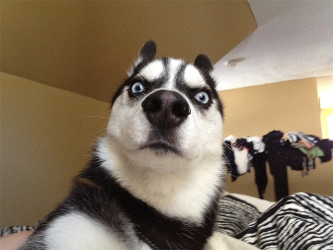 This husky is shocked about your poor life choices.