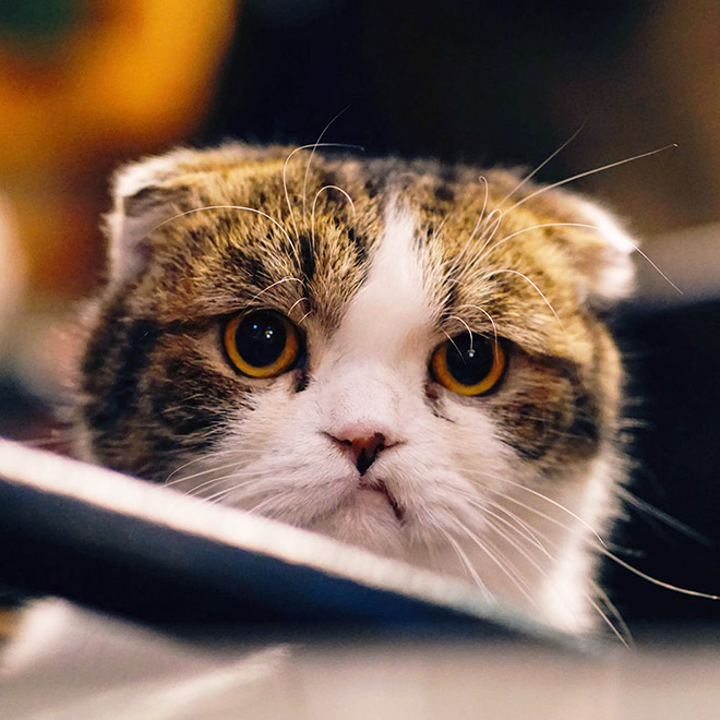 This cat is shocked about your poor life choices.