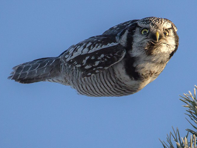 This owl is shocked about your poor life choices.