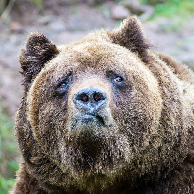 This bear is shocked about your poor life choices.