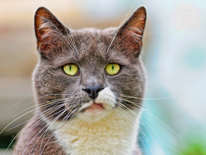 This cat is shocked about your poor life choices.