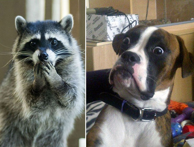 These animals are shocked about your poor life choices.