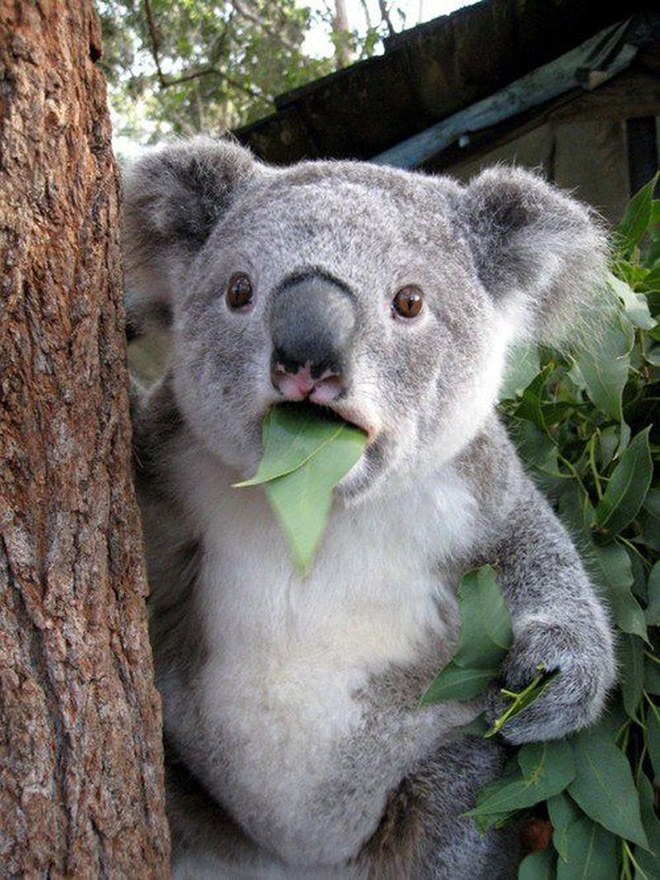 This koala is shocked about your poor life choices.