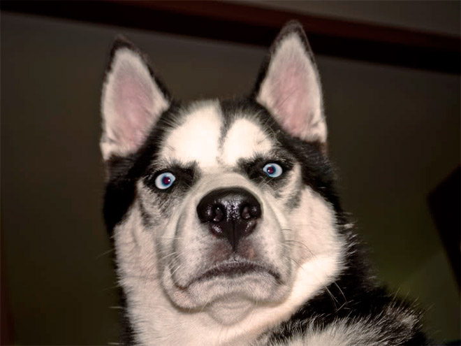 This dog is shocked about your poor life choices.