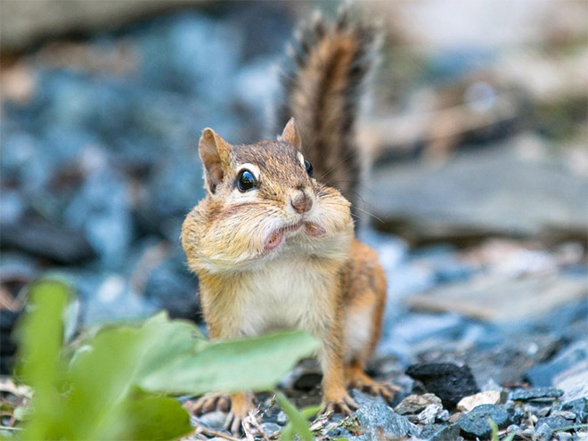 This squirrel is shocked about your poor life choices.