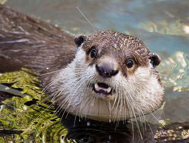 This otter is shocked about your poor life choices.