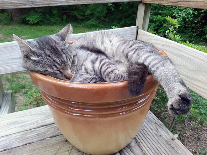 Cat plant you totally shouldn't water.