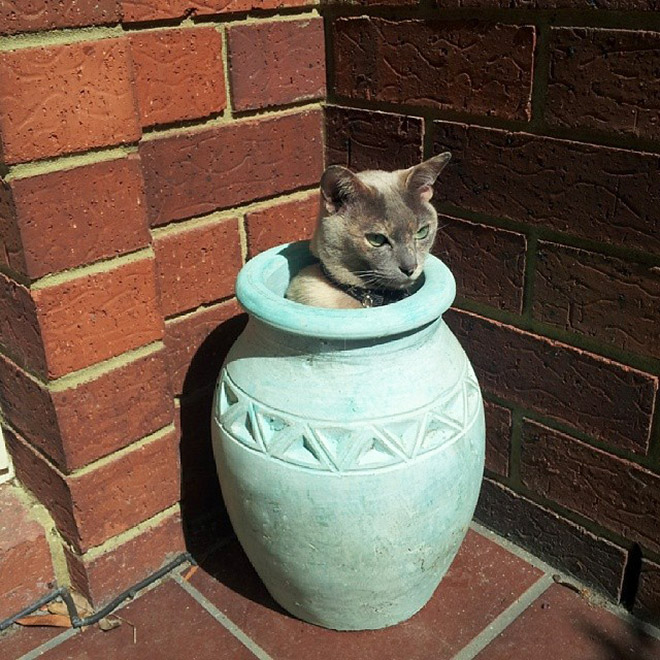 Beautiful cat plant in a pot.