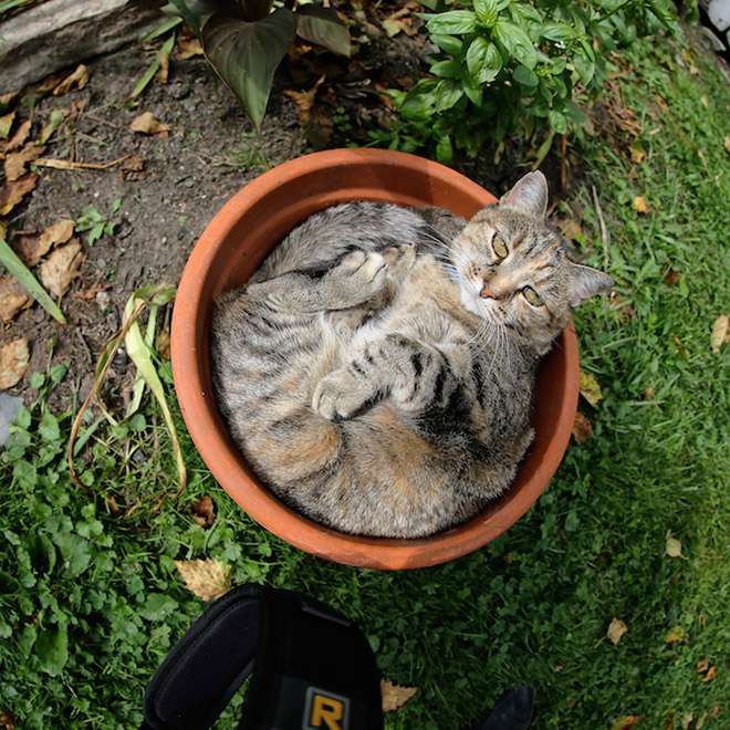 Remember, kids: you should never water a cat plant.