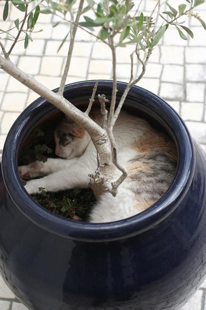 Cat plants in it's natural habitat.