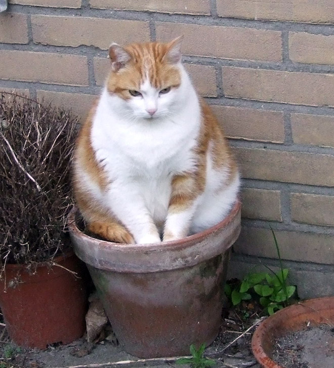 Beautiful fat ginger cat plant.