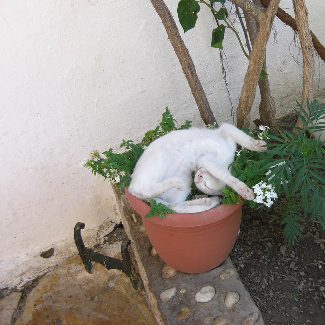 Beautiful cat plant in a pot.