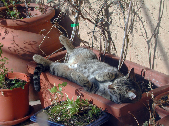 Beautiful cat plant taking a well-deserved nap.