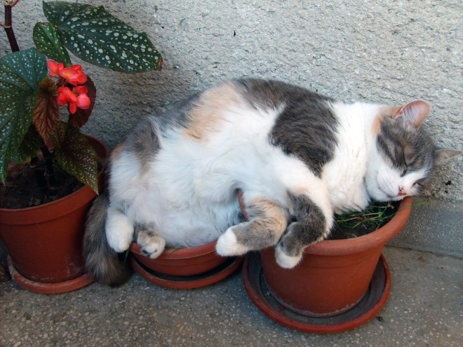 Fat cat plant taking a nap.