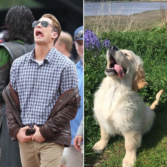 Proof that Chris Evans is actually a golden retriever.