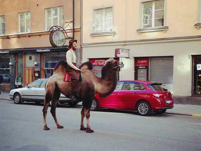 Have you ever seen a hipster on a camel. Now you have.