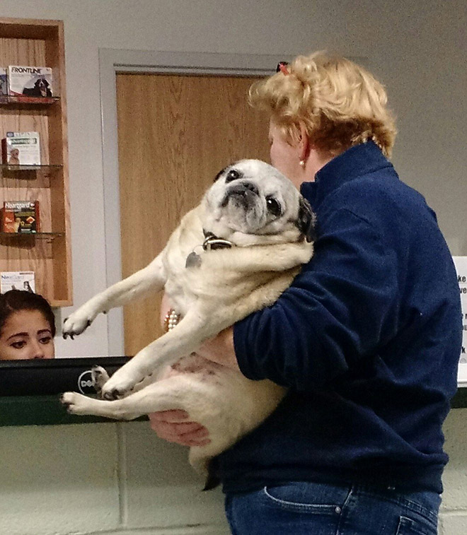 Poor dog at the vet.