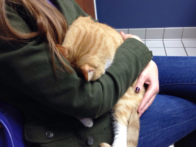 Poor cat hiding from the vet.