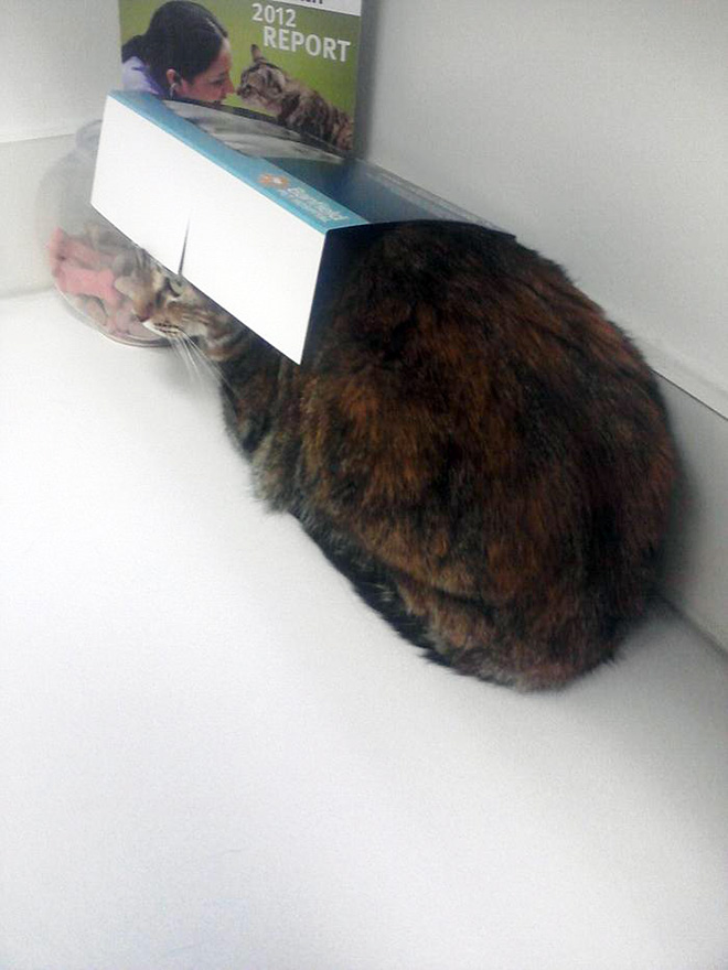 Poor cat hiding from the vet.