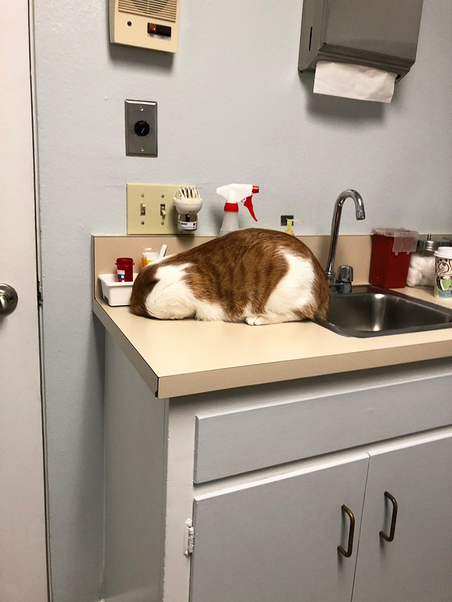 Poor cat hiding from the vet.