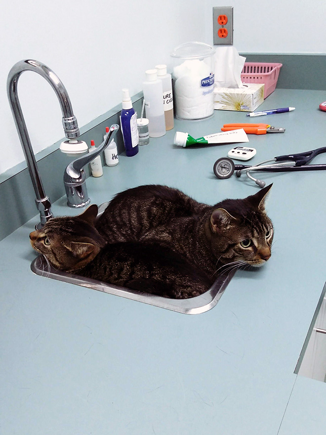 Poor cat hiding from the vet.